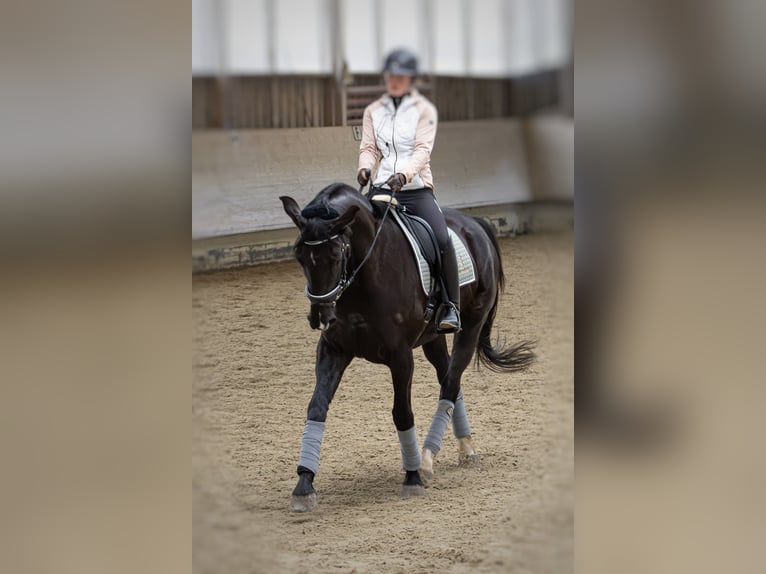 Koń oldenburski Klacz 8 lat 165 cm Skarogniada in Hohentengen