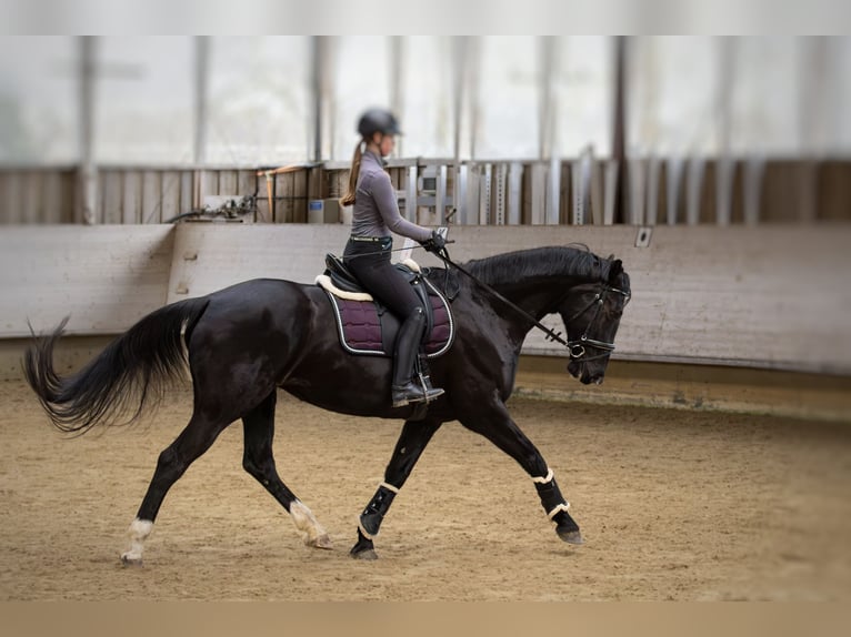 Koń oldenburski Klacz 8 lat 165 cm Skarogniada in Hohentengen