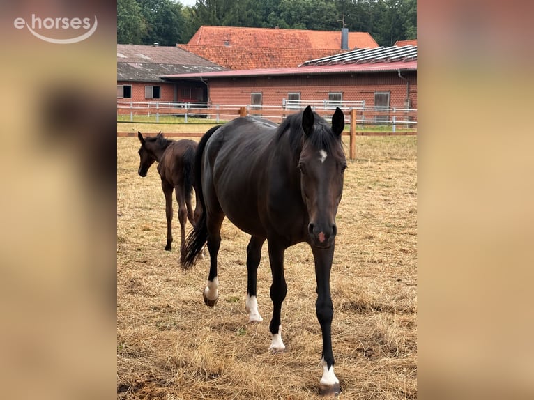 Koń oldenburski Klacz 8 lat 166 cm Ciemnokasztanowata in Vechta