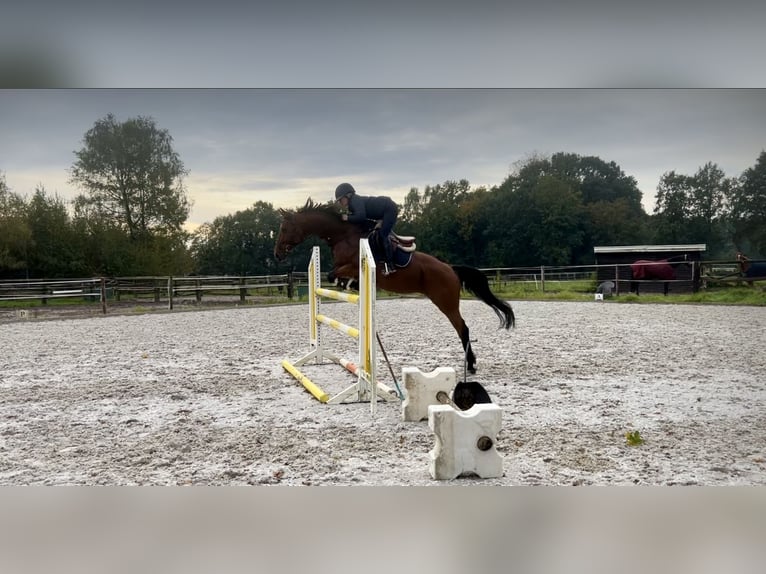 Koń oldenburski Klacz 8 lat 166 cm Gniada in Warendorf