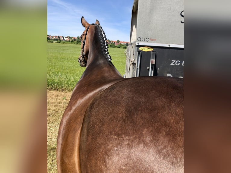 Koń oldenburski Klacz 8 lat 166 cm Gniada in Weida