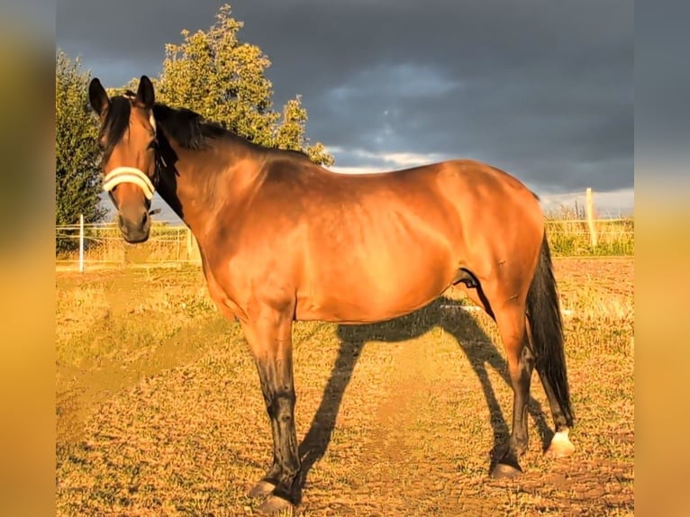 Koń oldenburski Klacz 8 lat 166 cm Gniada in Weida