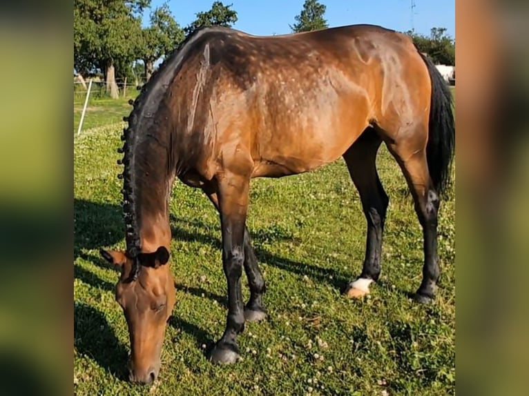 Koń oldenburski Klacz 8 lat 166 cm Gniada in Weida