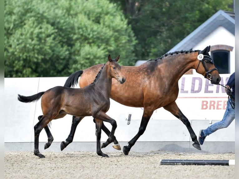 Koń oldenburski Klacz 8 lat 166 cm Gniada in Weida