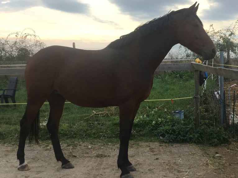 Koń oldenburski Klacz 8 lat 166 cm Gniada in Weida