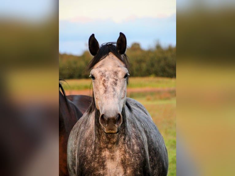 Koń oldenburski Klacz 8 lat 167 cm Siwa jabłkowita in Eydelstedt