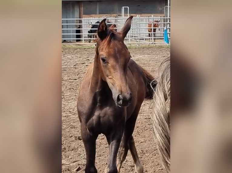 Koń oldenburski Klacz 8 lat 167 cm Siwa jabłkowita in Eydelstedt