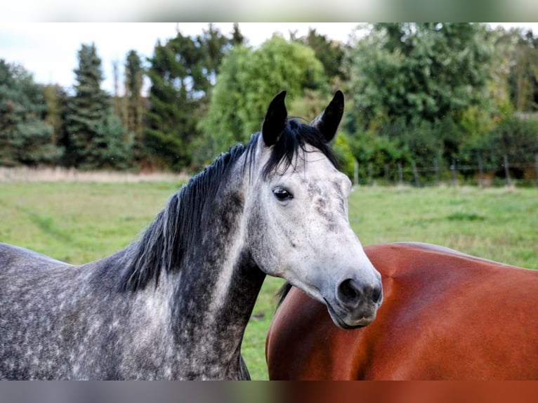 Koń oldenburski Klacz 8 lat 167 cm Siwa jabłkowita in Eydelstedt