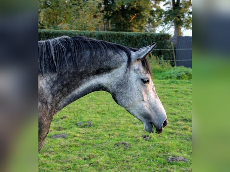 Koń oldenburski Klacz 8 lat 167 cm Siwa jabłkowita in Eydelstedt