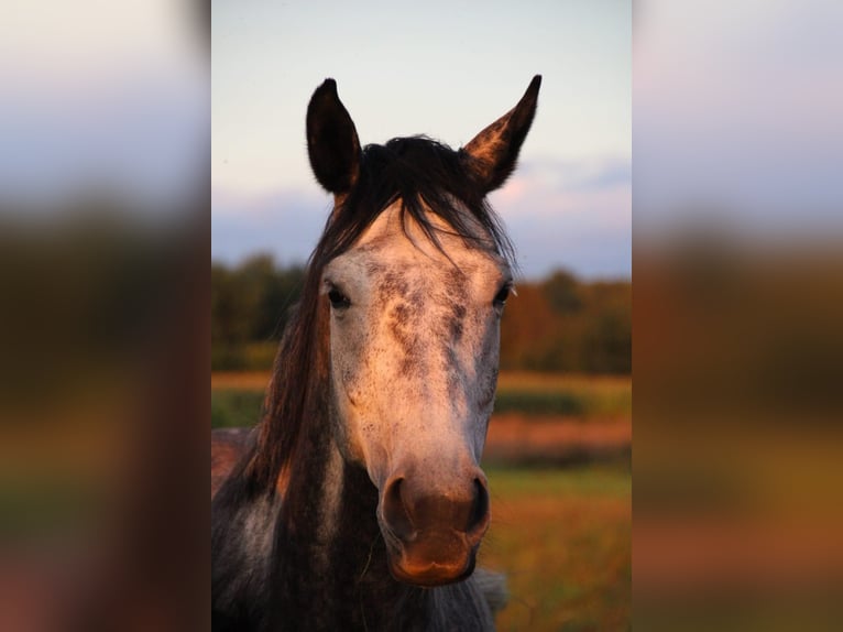 Koń oldenburski Klacz 8 lat 167 cm Siwa jabłkowita in Eydelstedt