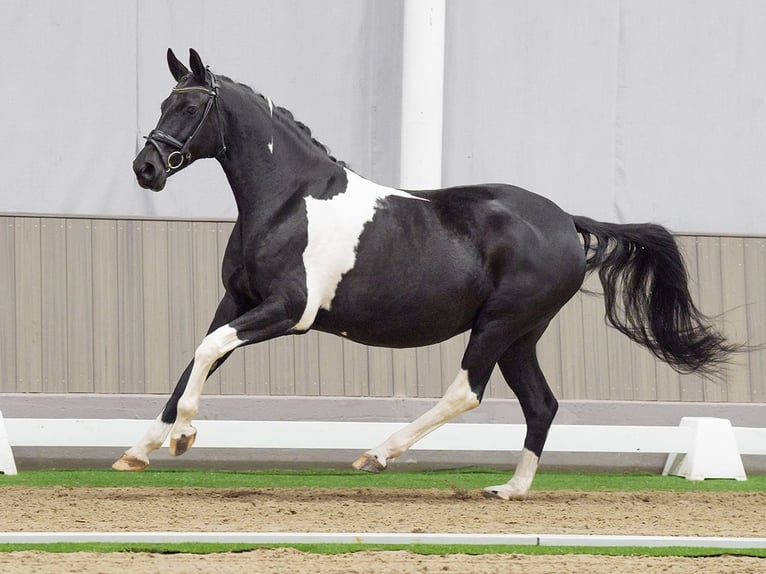 Koń oldenburski Klacz 8 lat 167 cm Srokata in Münster