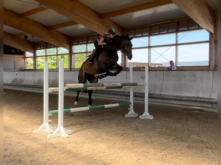 Koń oldenburski Klacz 8 lat 168 cm Ciemnogniada in G&#xFC;glingen