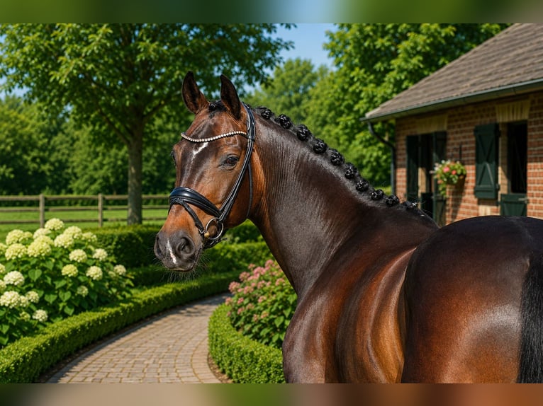 Koń oldenburski Klacz 8 lat 168 cm Ciemnogniada in Butjadingen
