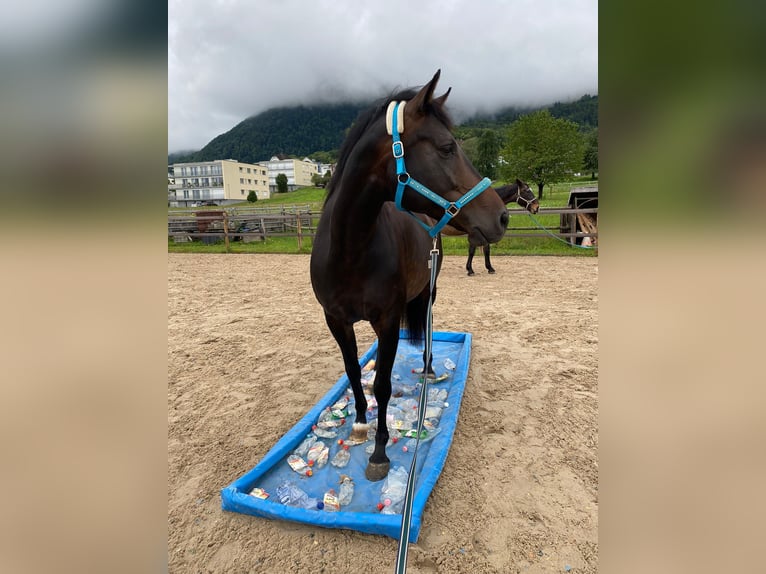 Koń oldenburski Klacz 8 lat 168 cm Ciemnogniada in Sennwald