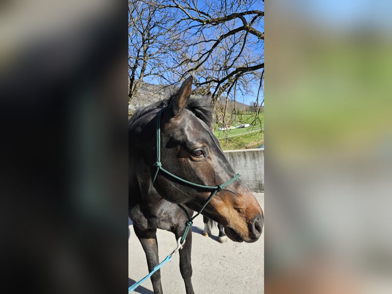 Koń oldenburski Klacz 8 lat 168 cm Ciemnogniada in Sennwald