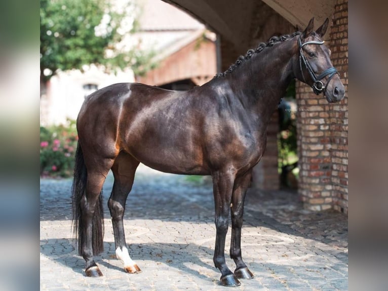 Koń oldenburski Klacz 8 lat 168 cm Kara in Werder