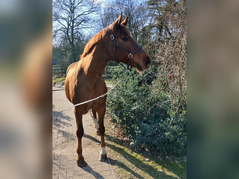 Koń oldenburski Klacz 8 lat 168 cm Kasztanowata in Barenburg