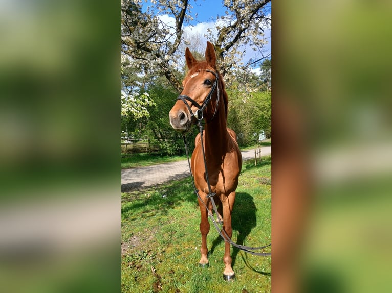 Koń oldenburski Klacz 8 lat 168 cm Kasztanowata in Kirchdorf