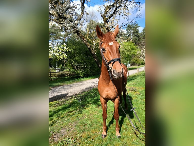 Koń oldenburski Klacz 8 lat 168 cm Kasztanowata in Kirchdorf