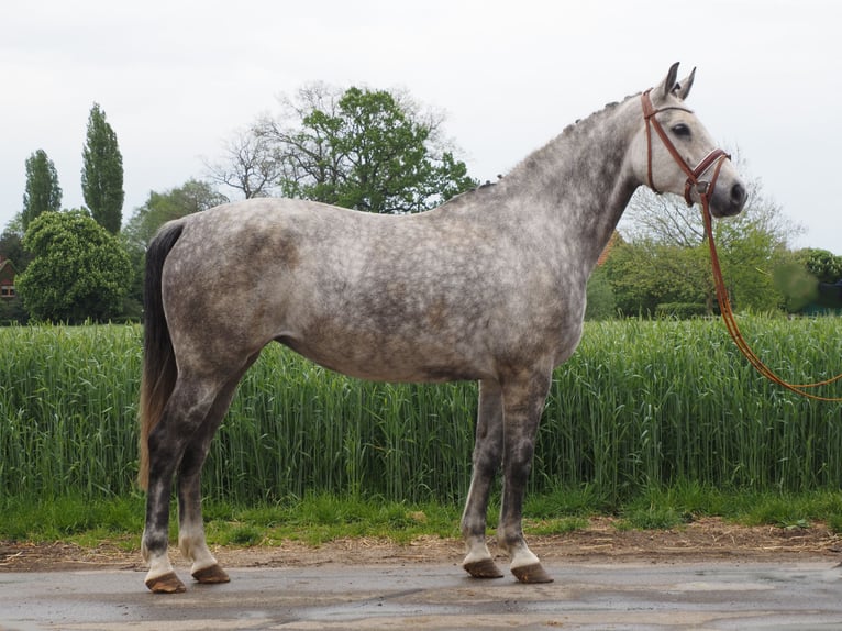 Koń oldenburski Klacz 8 lat 168 cm Siwa jabłkowita in Bramsche