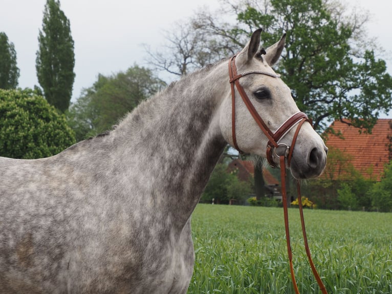 Koń oldenburski Klacz 8 lat 168 cm Siwa jabłkowita in Bramsche