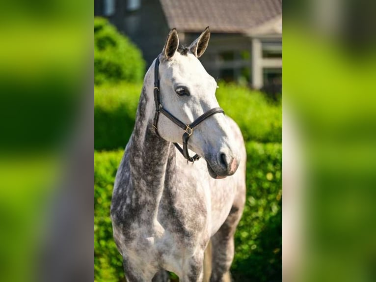 Koń oldenburski Klacz 8 lat 168 cm Siwa in Bladel