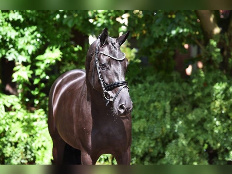 Koń oldenburski Klacz 8 lat 169 cm Kara in Visbek