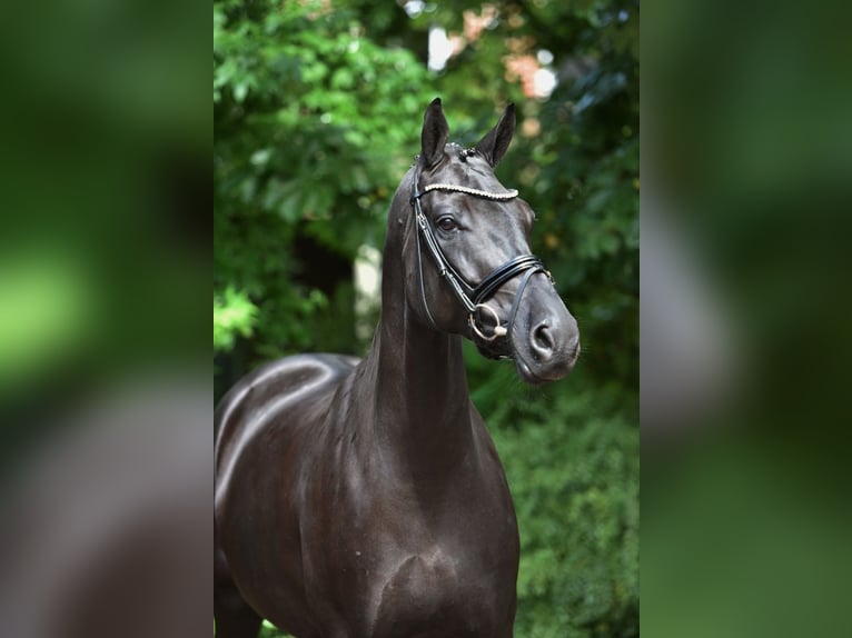 Koń oldenburski Klacz 8 lat 169 cm Kara in Visbek