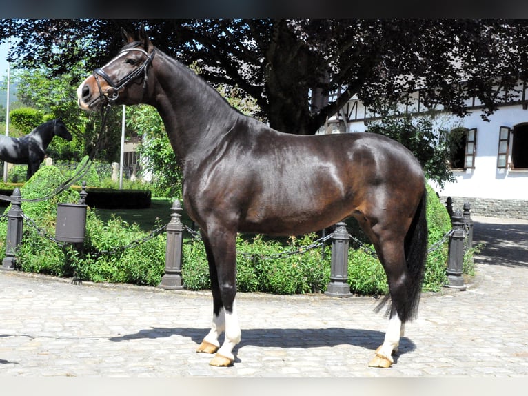 Koń oldenburski Klacz 8 lat 170 cm Ciemnogniada in Kronberg im Taunus