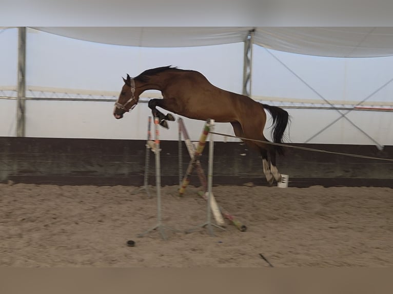 Koń oldenburski Klacz 8 lat 170 cm Gniada in Kaleń-Towarzystwo