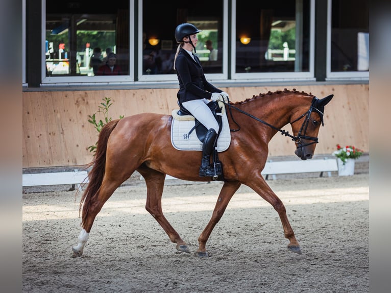 Koń oldenburski Klacz 8 lat 170 cm Kasztanowata in Salzkotten