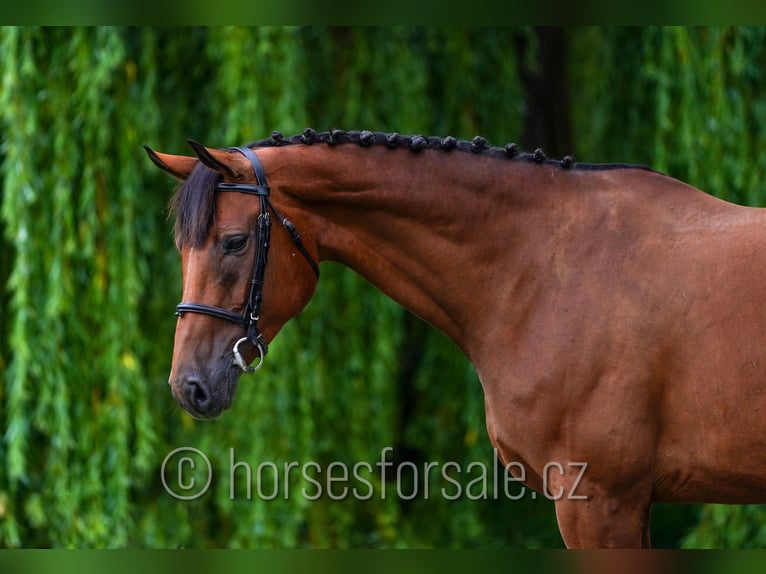 Koń oldenburski Klacz 8 lat 171 cm Gniada in Ceske Budejovice