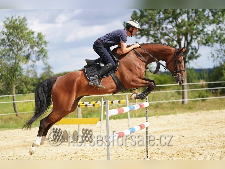 Koń oldenburski Klacz 8 lat 171 cm Gniada in Ceske Budejovice