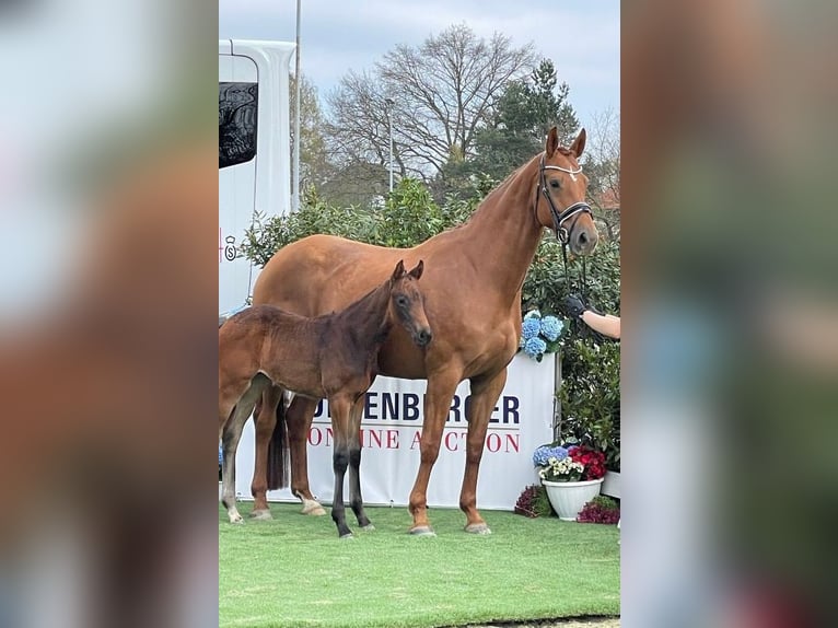 Koń oldenburski Klacz 8 lat 171 cm Kasztanowata in Großmaischeid