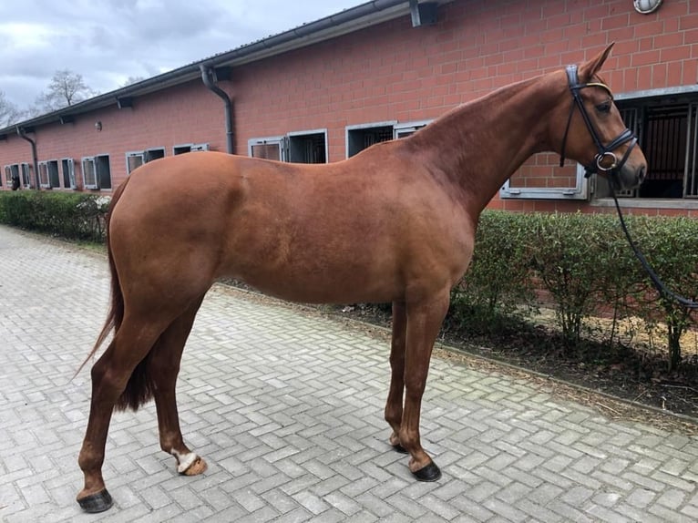 Koń oldenburski Klacz 8 lat 171 cm Kasztanowata in Großmaischeid