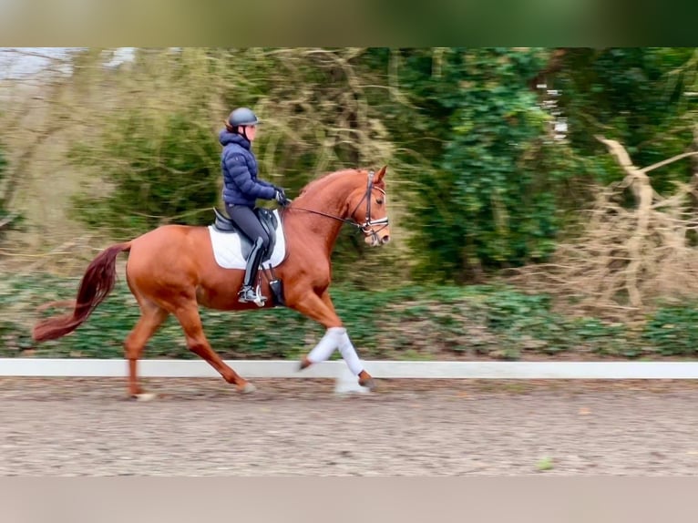 Koń oldenburski Klacz 8 lat 171 cm Kasztanowata in Großmaischeid