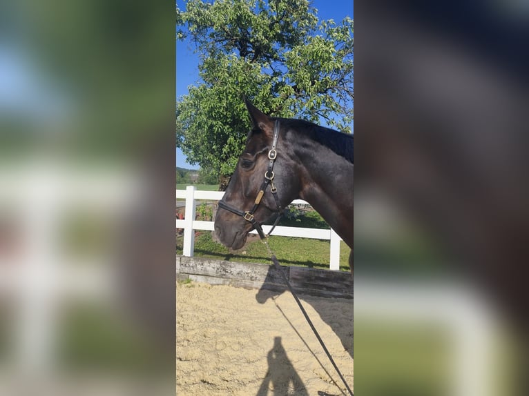 Koń oldenburski Klacz 8 lat 172 cm Ciemnogniada in Aarau Rohr