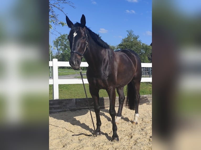 Koń oldenburski Klacz 8 lat 172 cm Ciemnogniada in Aarau Rohr