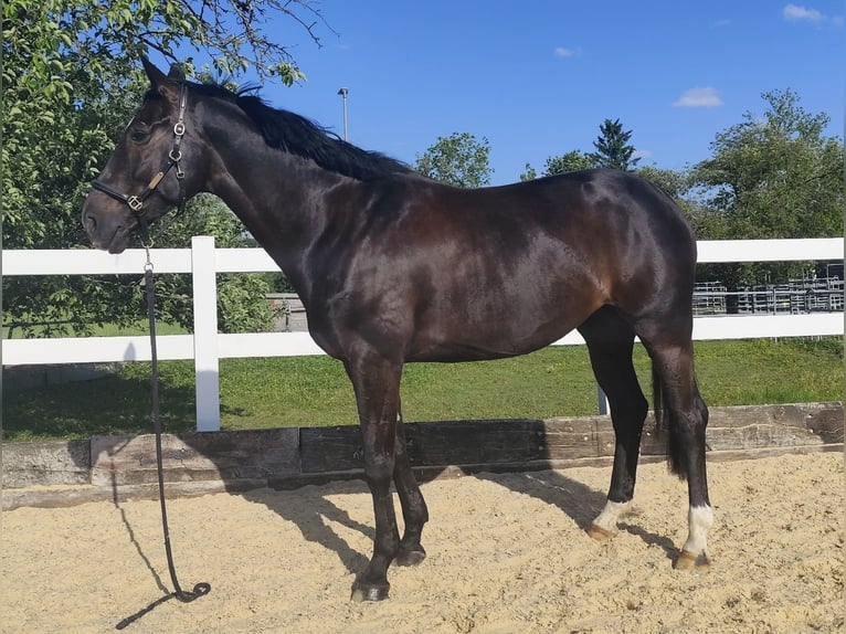 Koń oldenburski Klacz 8 lat 172 cm Ciemnogniada in Aarau Rohr