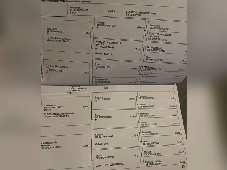 Koń oldenburski Klacz 8 lat 172 cm Ciemnogniada in Tass