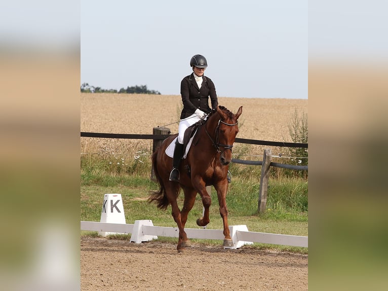 Koń oldenburski Klacz 8 lat 172 cm Ciemnokasztanowata in Lohne (Oldenburg)