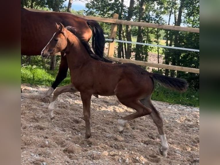 Koń oldenburski Klacz 8 lat 173 cm Gniada in Bad Ems