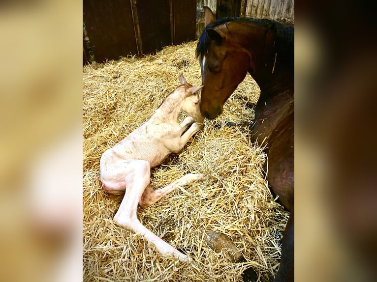 Koń oldenburski Klacz 8 lat 173 cm Gniada in Bad Ems