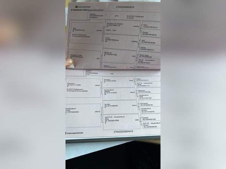 Koń oldenburski Klacz 8 lat 174 cm Ciemnogniada in Görmin