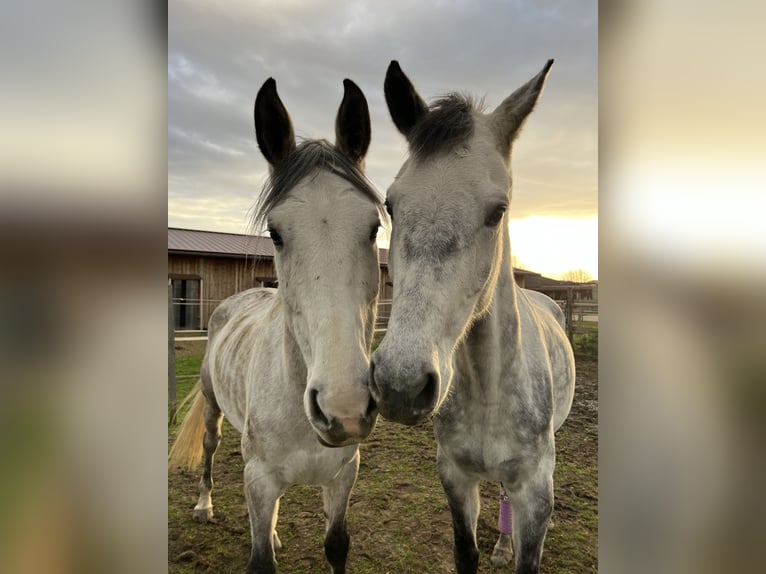 Koń oldenburski Klacz 8 lat 174 cm Siwa jabłkowita in Laudenbach