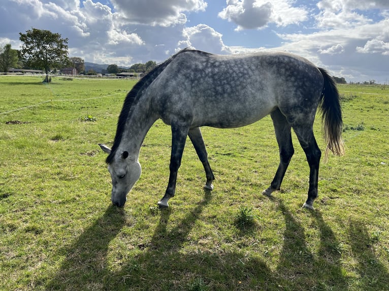 Koń oldenburski Klacz 8 lat 174 cm Siwa jabłkowita in Laudenbach