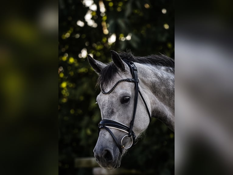 Koń oldenburski Klacz 8 lat 174 cm Siwa jabłkowita in Laudenbach