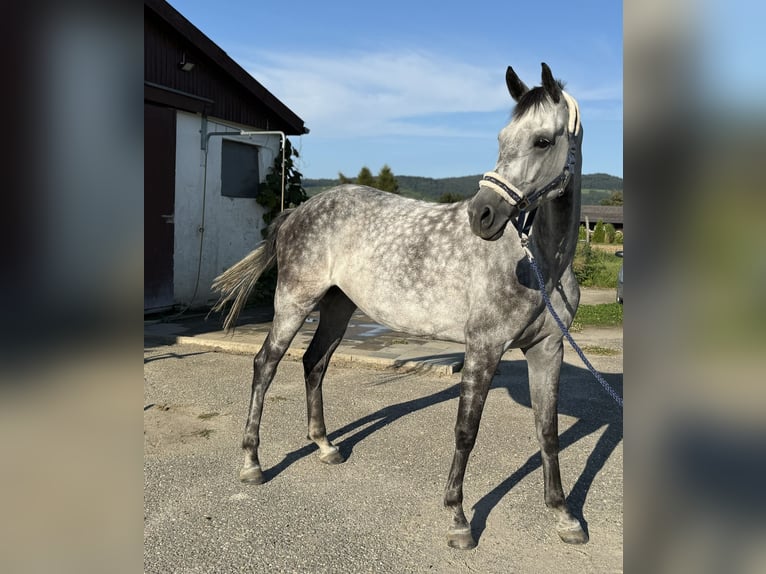 Koń oldenburski Klacz 8 lat 174 cm Siwa jabłkowita in Laudenbach