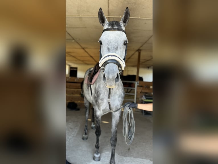 Koń oldenburski Klacz 8 lat 174 cm Siwa jabłkowita in Laudenbach