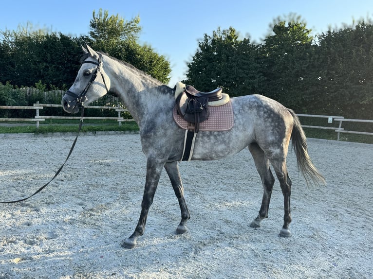 Koń oldenburski Klacz 8 lat 174 cm Siwa jabłkowita in Laudenbach